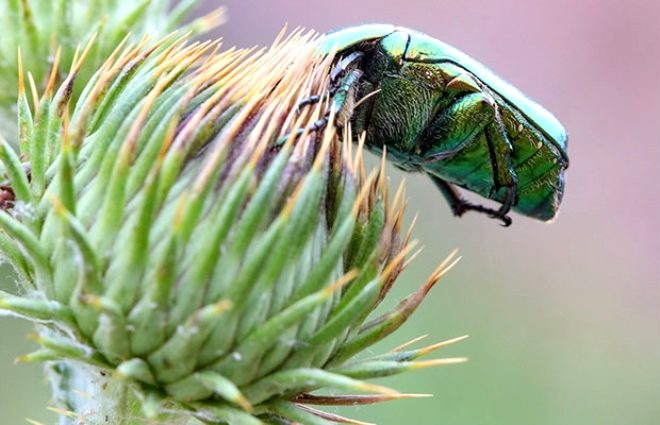 Hiçbir fırsatı kaçırmıyorlar! 4