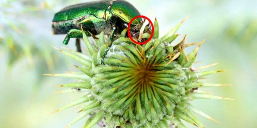 Hiçbir fırsatı kaçırmıyorlar!