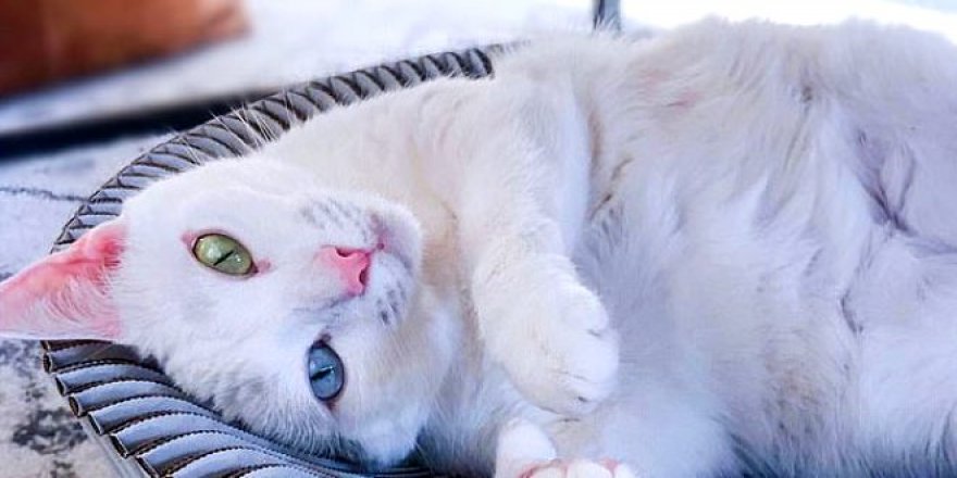 Fazla parmakları olduğu için sokağa atılan kedi internette fenomen oldu