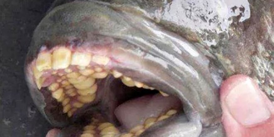 Suya girdikleri an insanların cinsel organına saldırıyor!