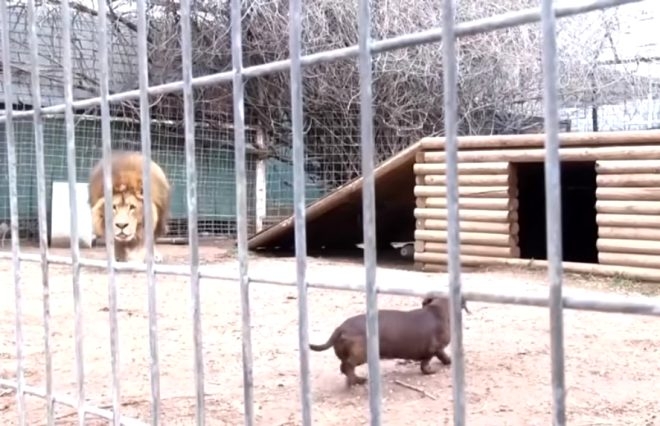 Aslanın kafesine köpek bıraktılar! Herkes, olanları şaşkınlıkla izledi 11