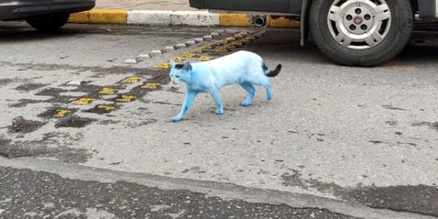 Sorumsuzca davrananların eseri!