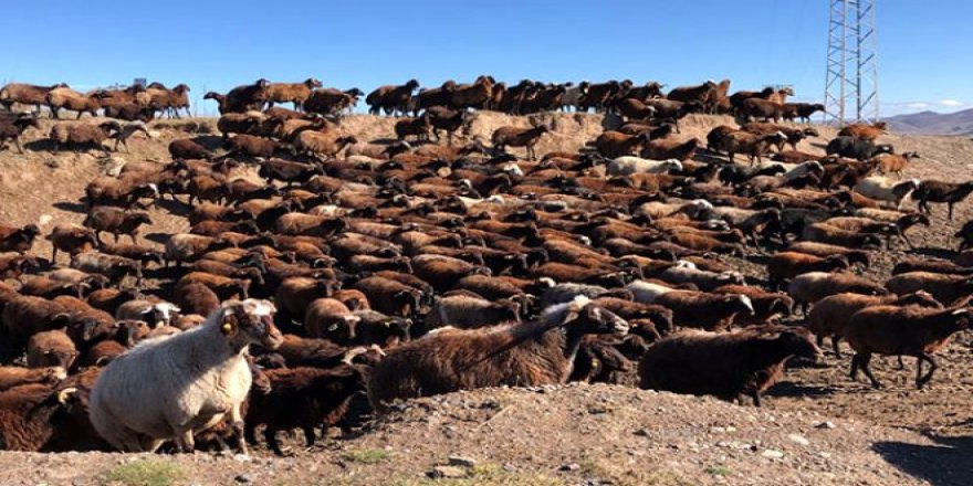 Kurt sürüsü saldırıları, göçerlerin korkulu rüyası