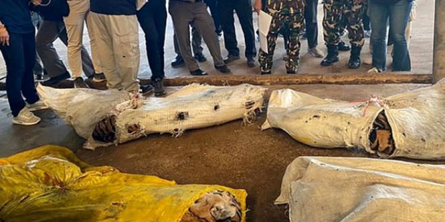 Hayvanat bahçesine baskın