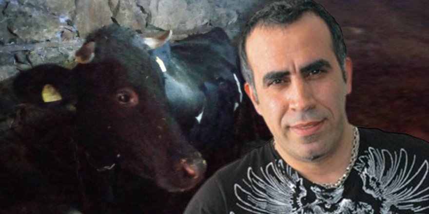 Haluk Levent, cinsel saldırıya uğrayan buzağı ve annesini sahiplendi