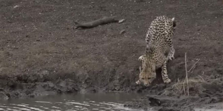 Vahşi doğada ölüm kalım savaşı!