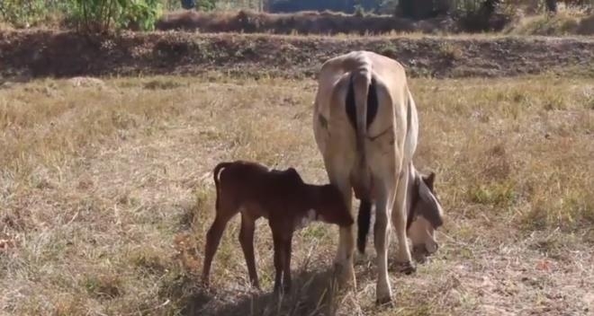 Bu buzağıyı gören piyango bileti alıp sahibinin evine koşuyor 2