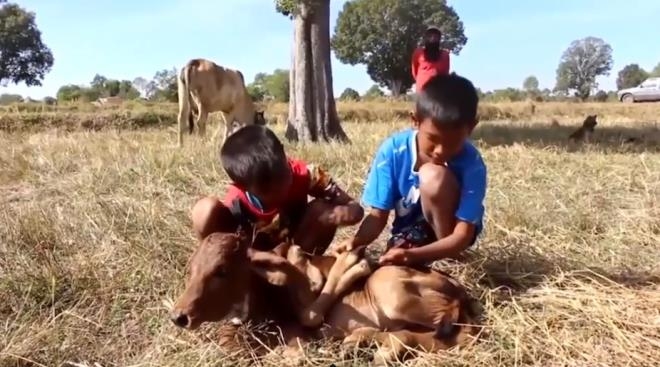 Bu buzağıyı gören piyango bileti alıp sahibinin evine koşuyor 3