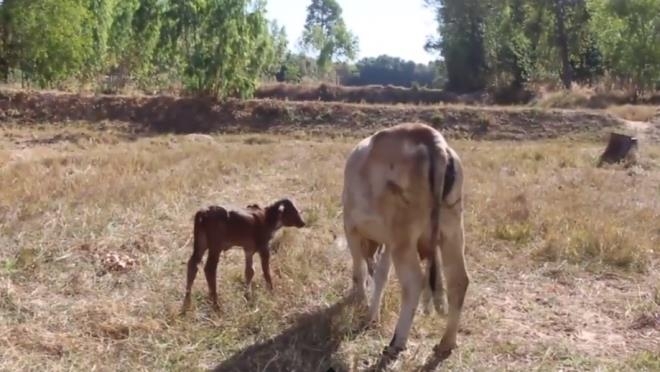 Bu buzağıyı gören piyango bileti alıp sahibinin evine koşuyor 4