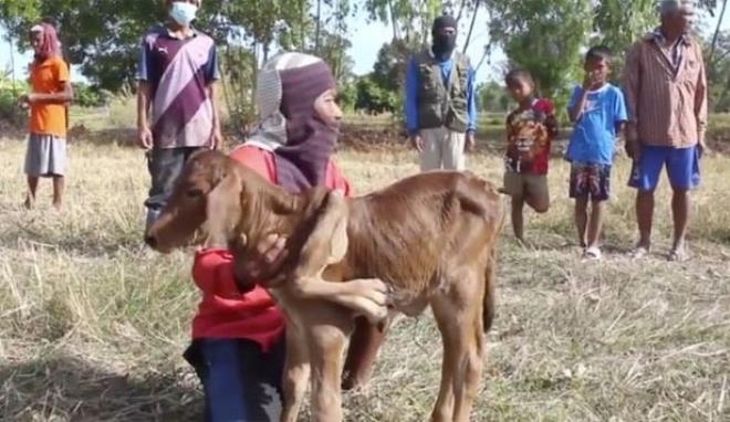 Bu buzağıyı gören piyango bileti alıp sahibinin evine koşuyor 5