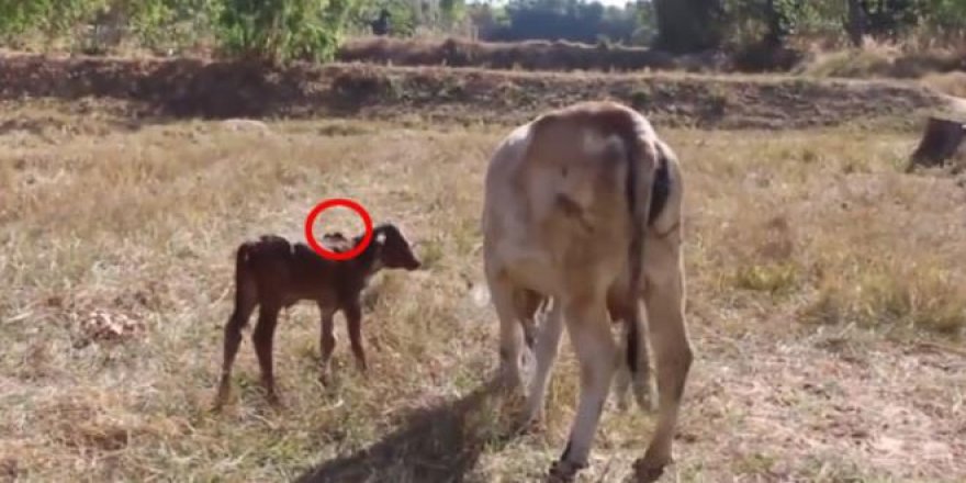 Bu buzağıyı gören piyango bileti alıp sahibinin evine koşuyor