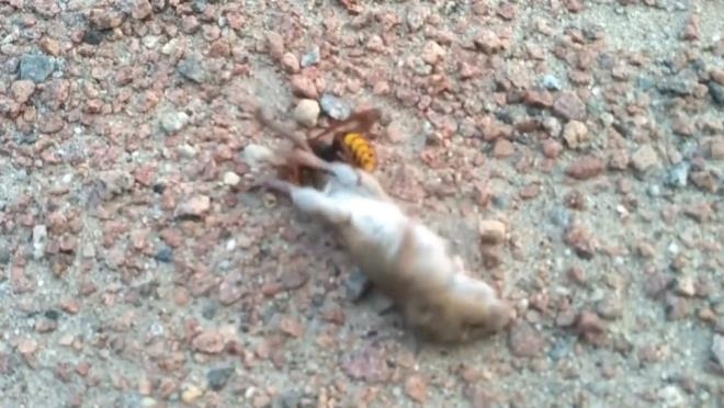 Dakikalarca kurtulmaya çalıştı ancak nafile! 3