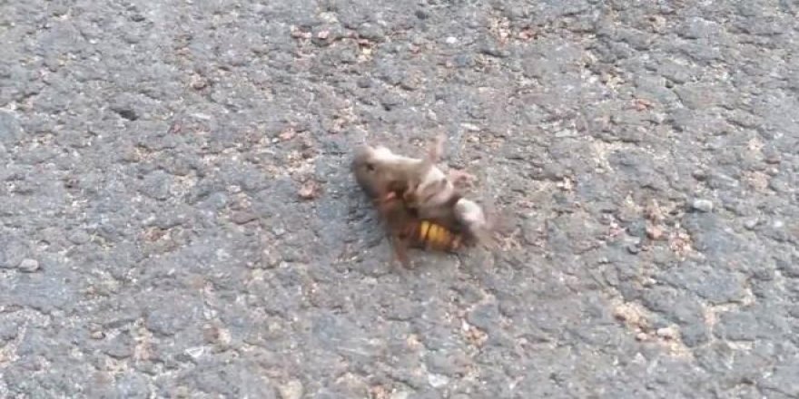 Dakikalarca kurtulmaya çalıştı ancak nafile!