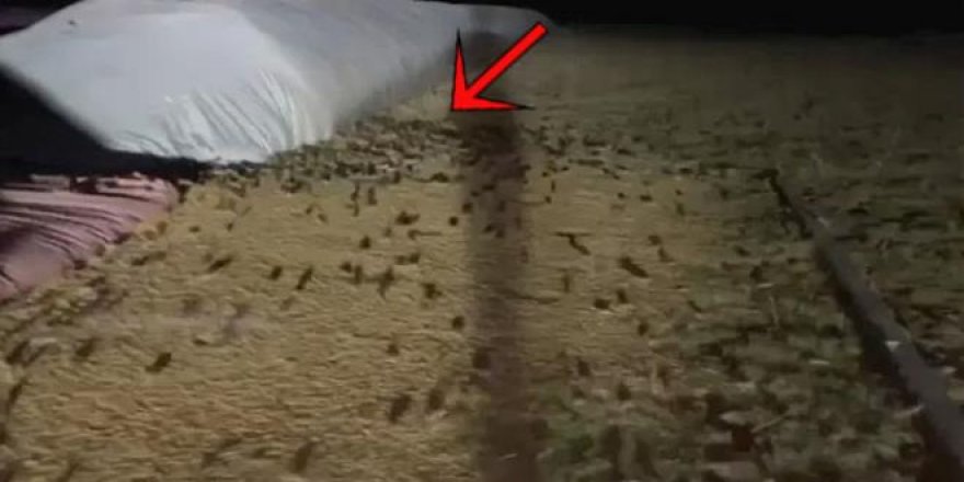 Avustralya'da fare istilası!