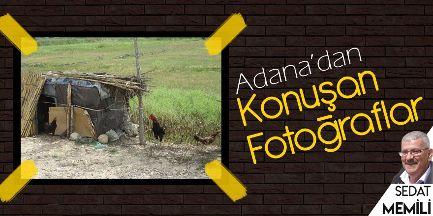 Horoz kümesi için savaştı