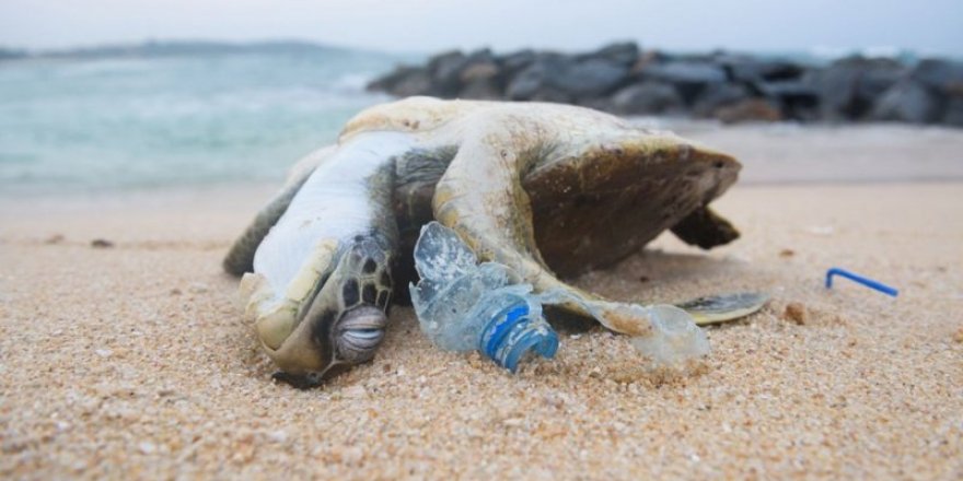 Gelecek 20 yıl içinde 500'den fazla hayvan yok olacak