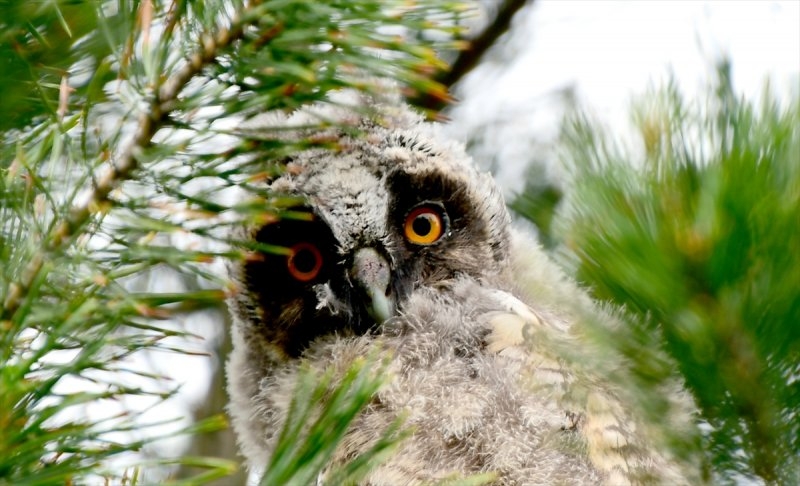 Sarıkamış, göçmen kuşlarla şenlendi 9