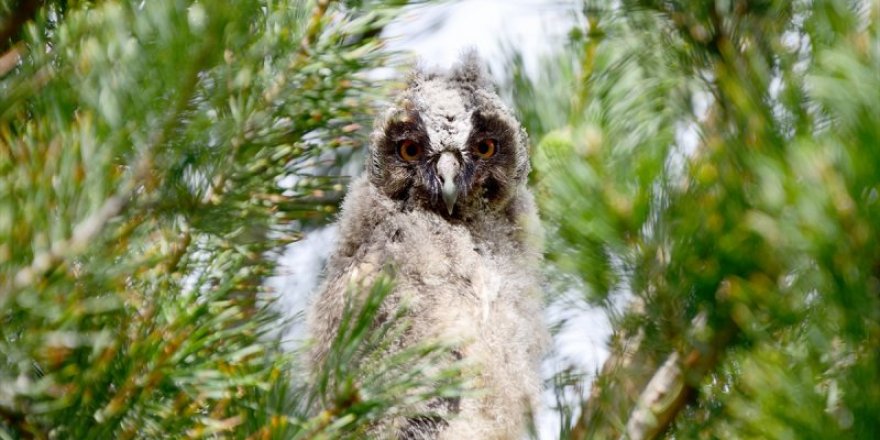 Sarıkamış, göçmen kuşlarla şenlendi