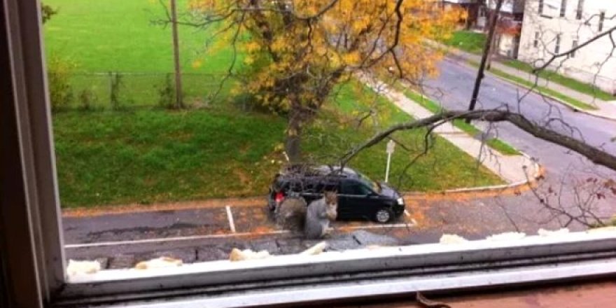 Hangi zebra kameraya bakıyor?