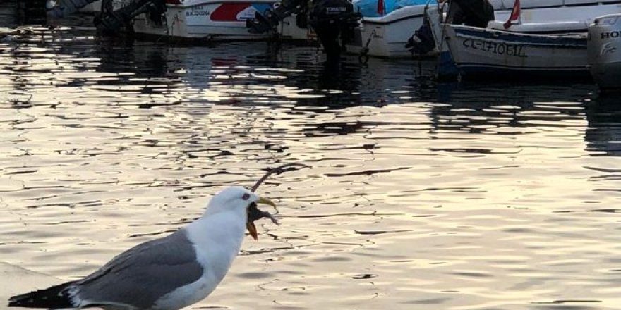 Aç martı, koca fareyi tek hamlede mideye indirdi