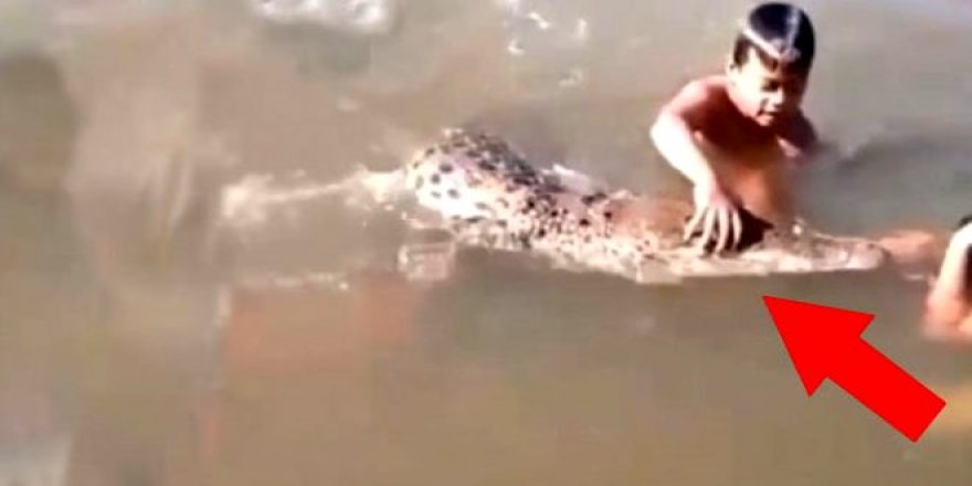 Timsahla oynayan 4 çocuk yürekleri ağızlara getirdi