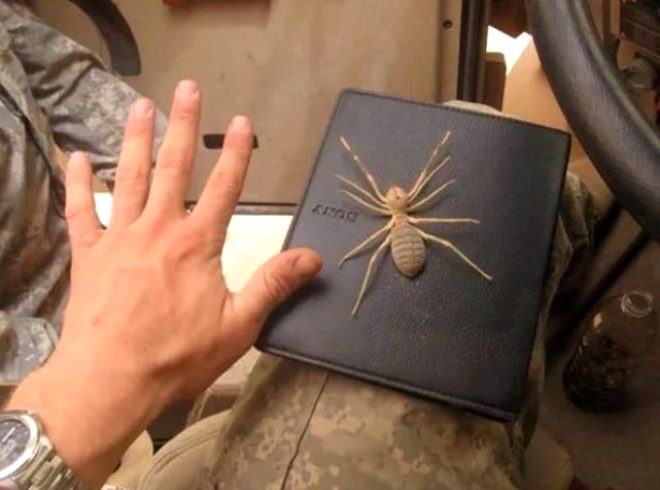 Doğuda askerlik yapanların kabusu olan örümcek! 2