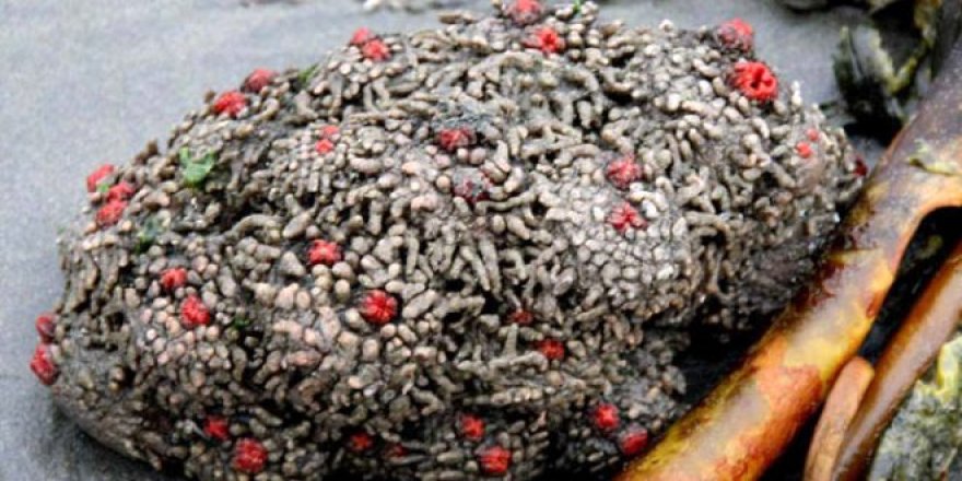 Gören kaya sanıyor! Dünyanın en tuhaf canlısı