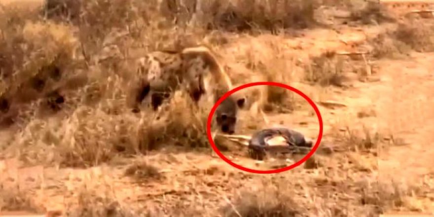 Doğada yaşam mücadelesi!