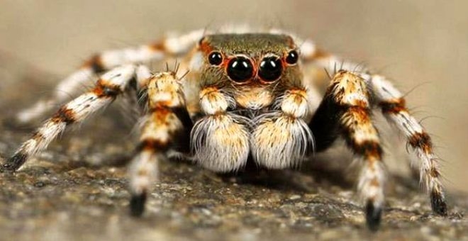Dünyanın en tehlikeli örümceği! 7