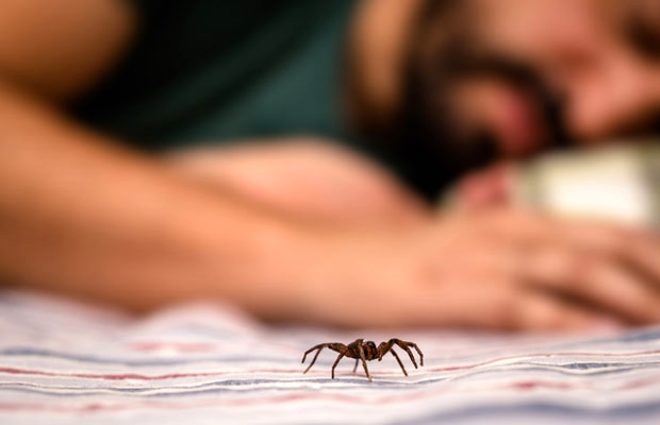 Dünyanın en tehlikeli örümceği! 8