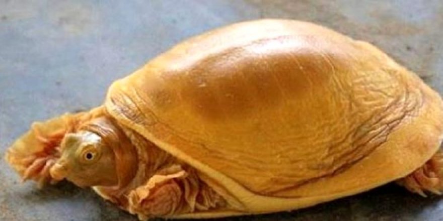 Dünyada sadece beş tane var!