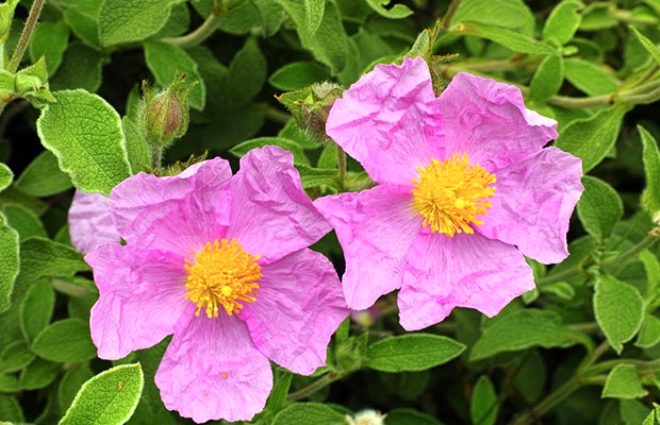 Cistus Creticus bitkisi koronavirüsten koruyor! 3