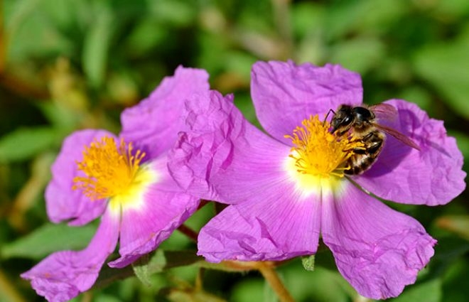 Cistus Creticus bitkisi koronavirüsten koruyor! 4