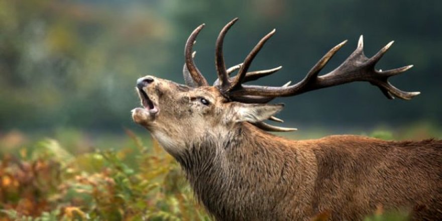 Etme bulma dünyası! Yaraladığı geyik bir gün sonra avcının sonu oldu