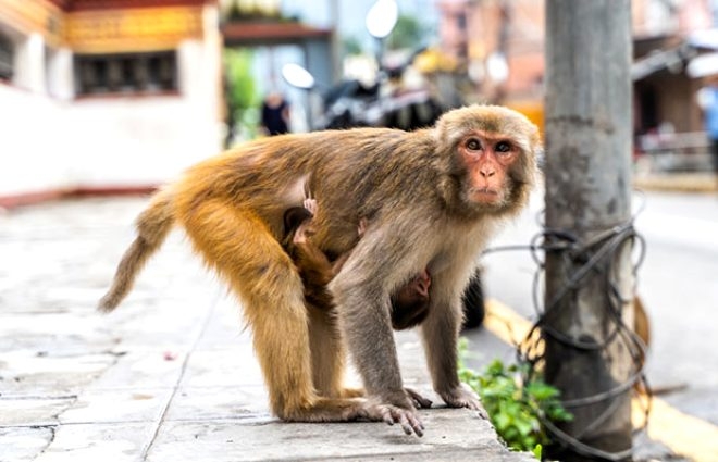 Yiyecek aramak için şehre inip evleri basan maymunlar kısırlaştırıldı 6