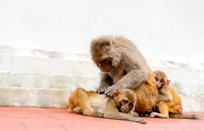 Yiyecek aramak için şehre inip evleri basan maymunlar kısırlaştırıldı 7
