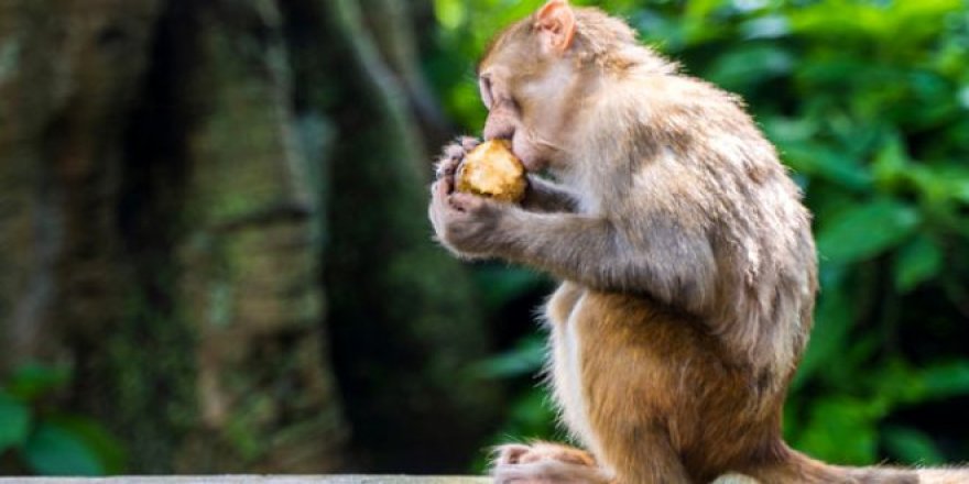 Yiyecek aramak için şehre inip evleri basan maymunlar kısırlaştırıldı