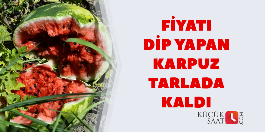 Fiyatı dip yapan karpuz tarlada kaldı