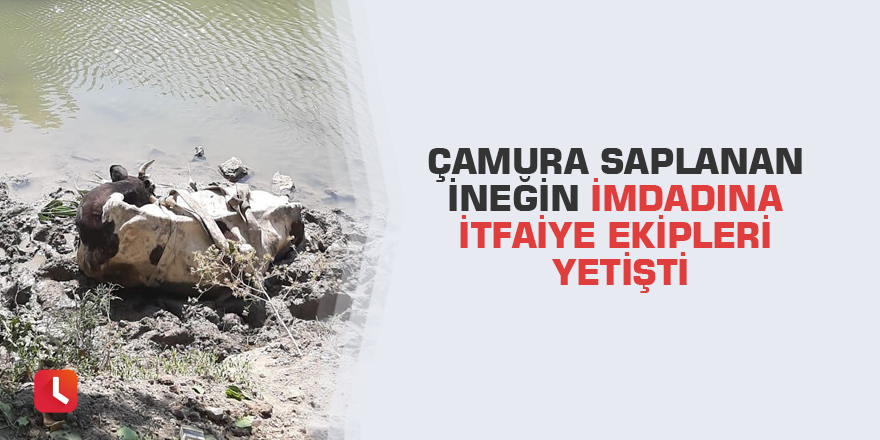 Çamura saplanan ineğin imdadına itfaiye ekipleri yetişti