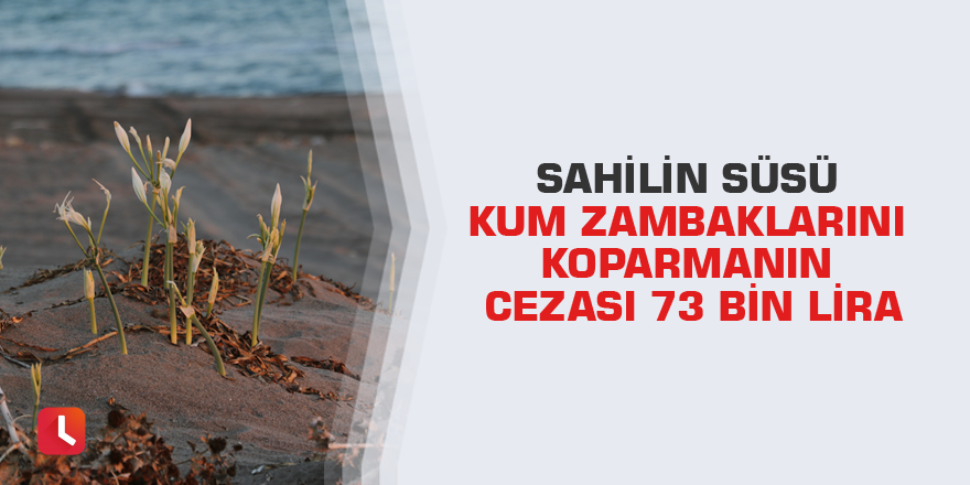 Sahilin süsü kum zambaklarını koparmanın cezası 73 bin lira