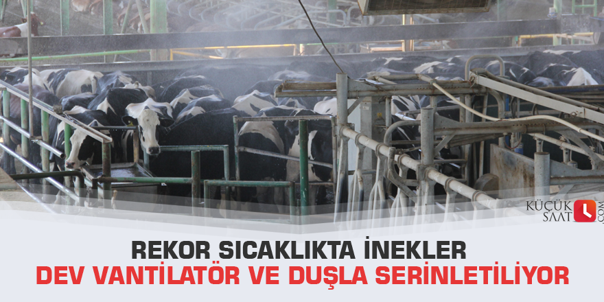 Rekor sıcaklıkta inekler dev vantilatör ve duşla serinletiliyor