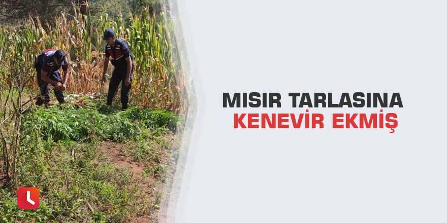 Mısır tarlasına kenevir ekmiş