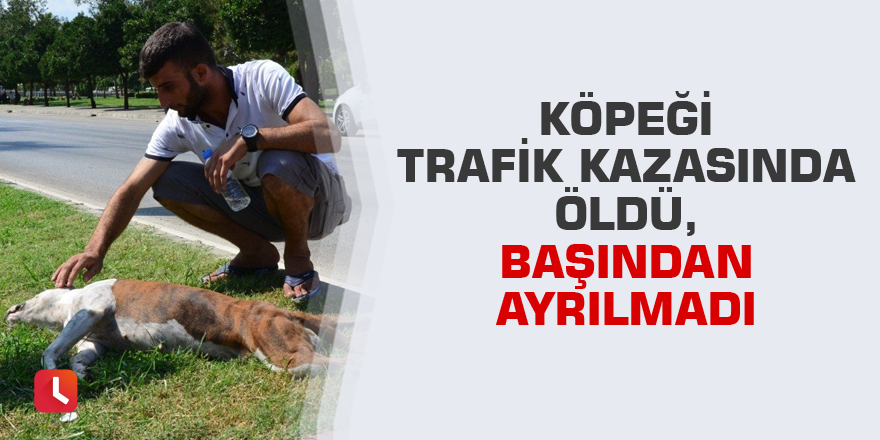 Köpeği trafik kazasında öldü başından ayrılmadı