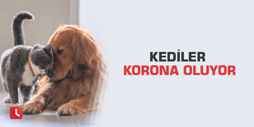 Kediler korona oluyor
