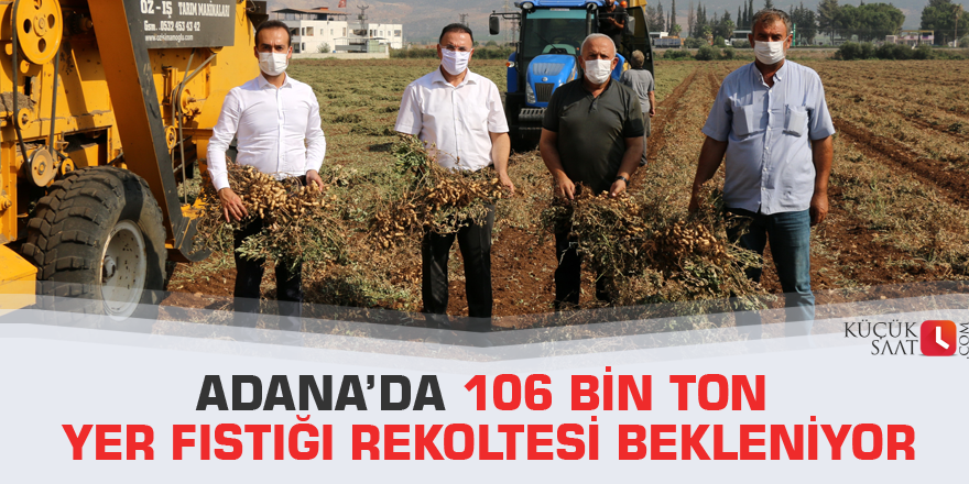 Adana’da 106 bin ton yer fıstığı rekoltesi bekleniyor