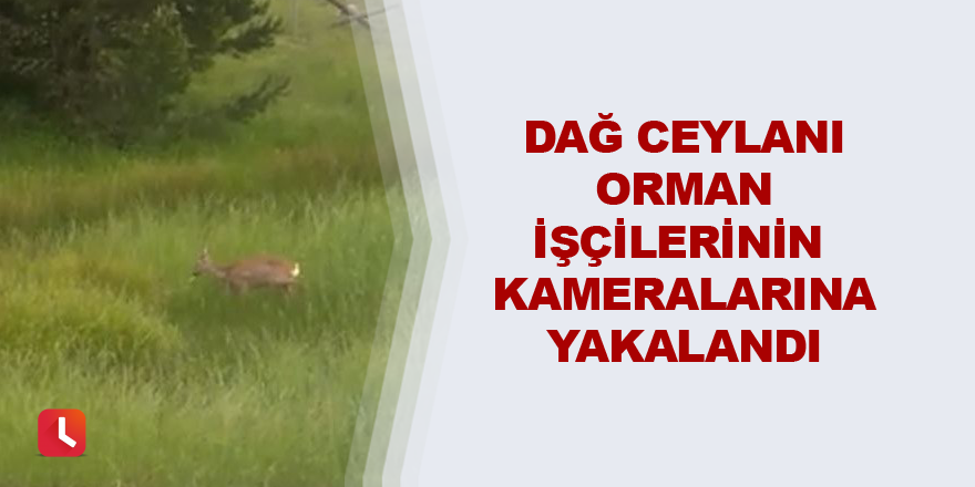 Dağ ceylanı orman işçilerinin kameralarına yakalandı