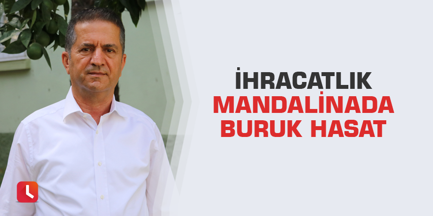 İhracatlık mandalinada buruk hasat