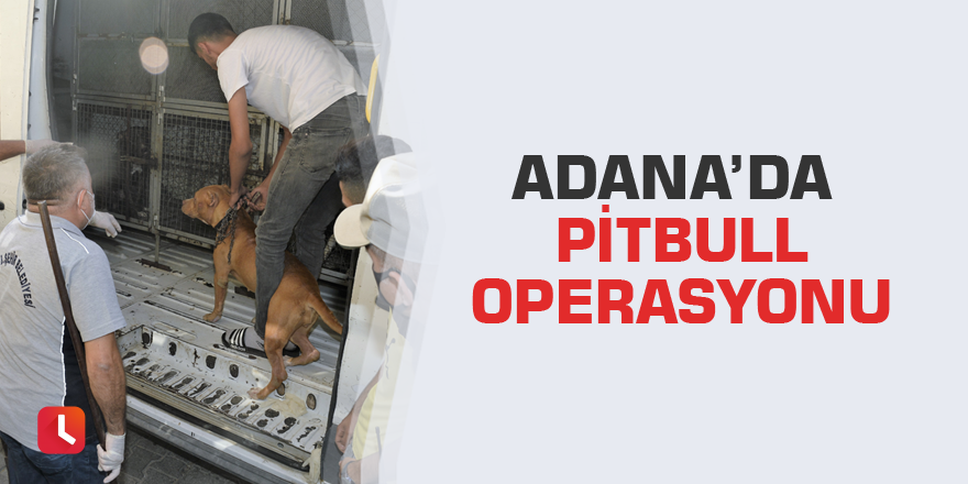 Adana’da pitbull operasyonu