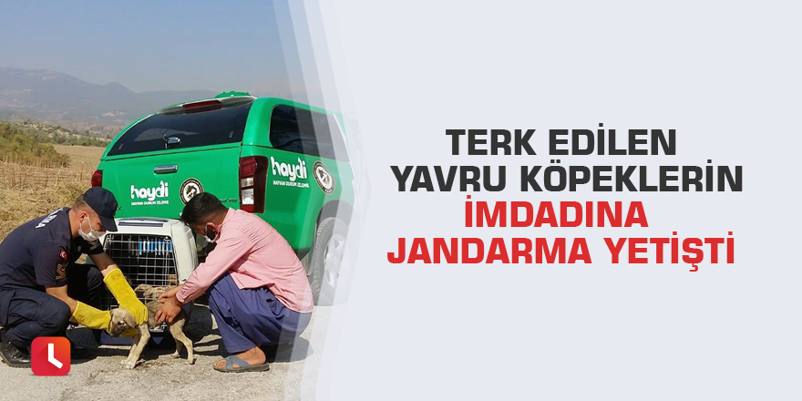 Terk edilen yavru köpeklerin imdadına jandarma yetişti