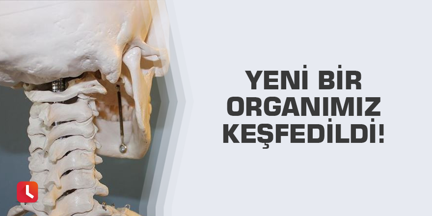 Yeni bir organımız keşfedildi!